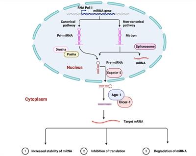 MicroRNAs reshape the immunity of insects in response to bacterial infection